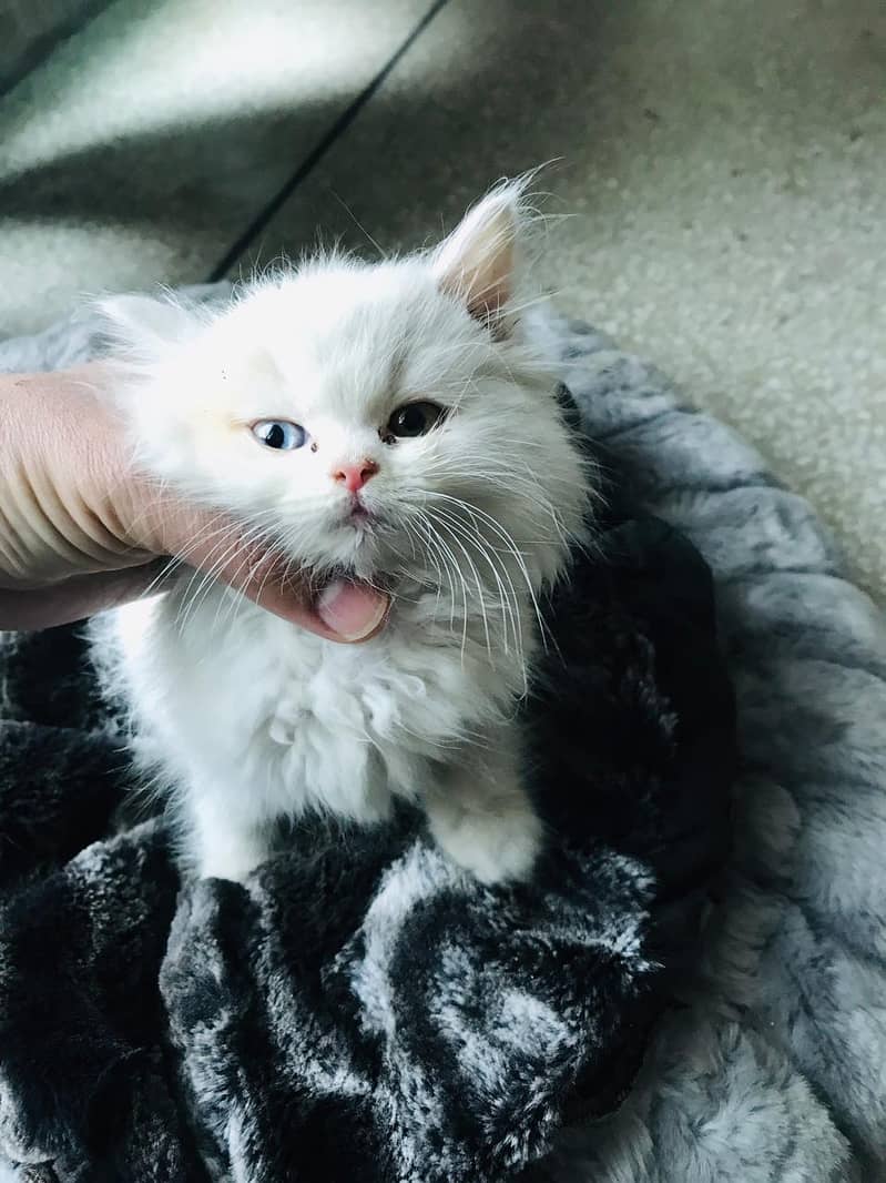 White Persian Kitten Female - Tripple Coat 0