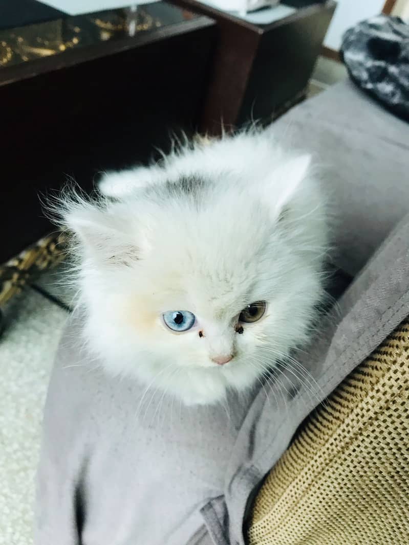 White Persian Kitten Female - Tripple Coat 1