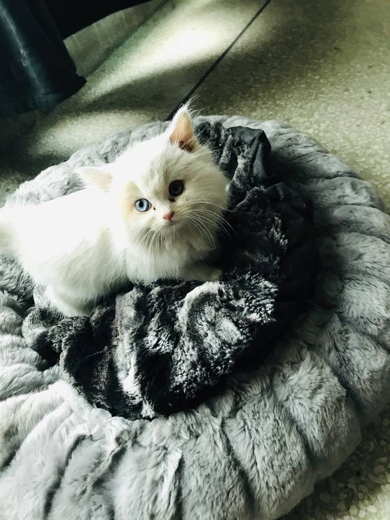 White Persian Kitten Female - Tripple Coat 2