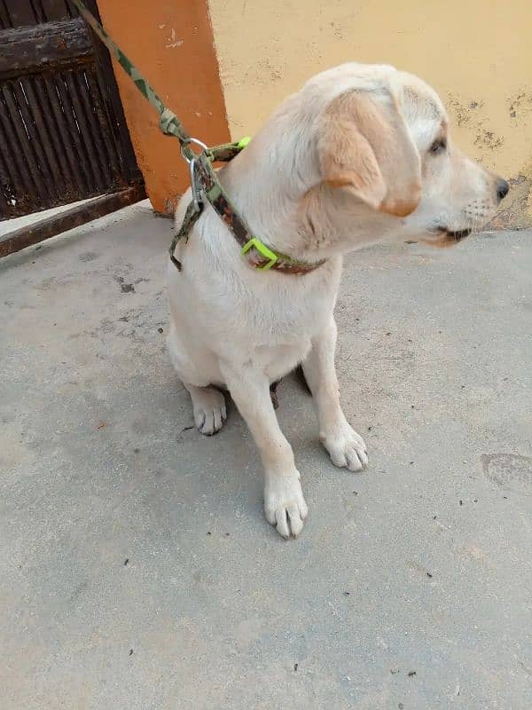 Peter giri dog hai person contact on WhatsApp. . 03423549547 3