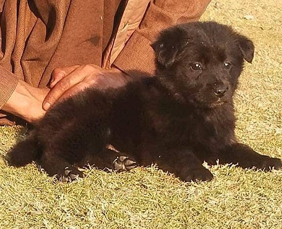 Black German Shepherd Long Coat Puppy | German Shepherd Male puppy 0