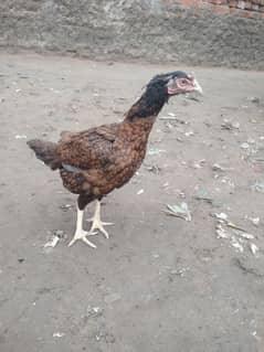 Sindhi Aseel Hen