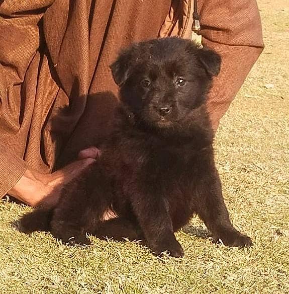 Black German Shepherd Long Coat Puppy | German Shepherd Male puppy 1