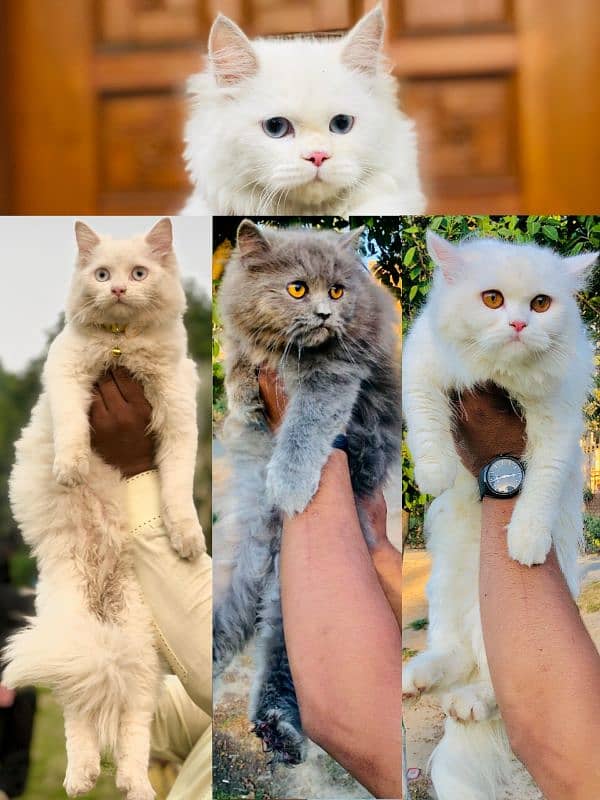 Persian Punch face triple coat cat Kitten 0