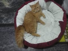 persian cat for sale urgent