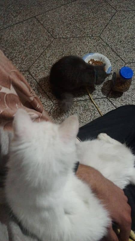 double coat male cat with double coat golden eye female cat age 1