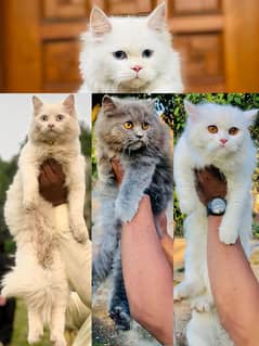 Persian Punch face triple coat cat Kitten