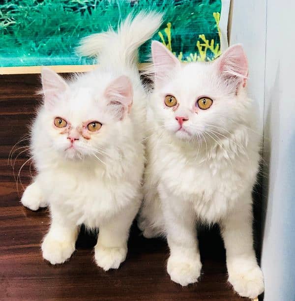 Persian Punch face triple coat cat Kitten 3