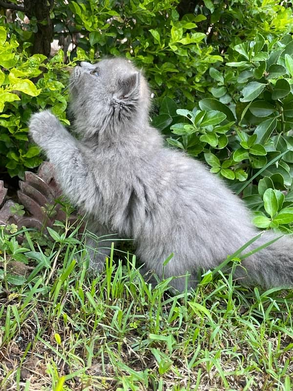 Persian smokey color kittens, Male and female triple coat grey cat 2