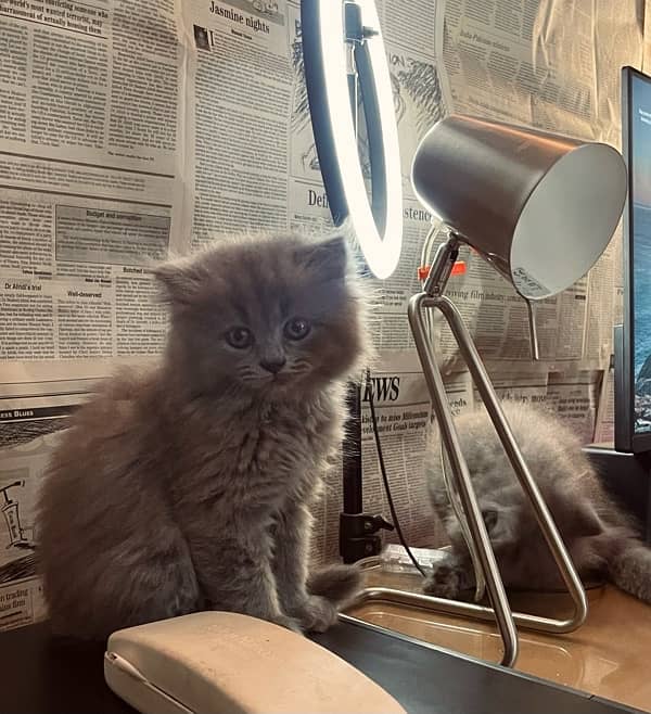 Persian smokey color kittens, Male and female triple coat grey cat 4