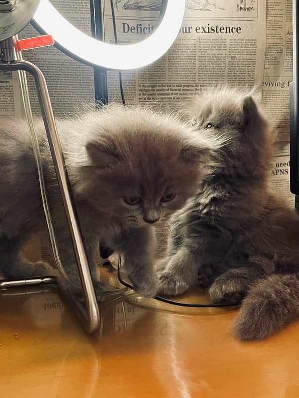 Persian smokey color kittens, Male and female triple coat grey cat 6