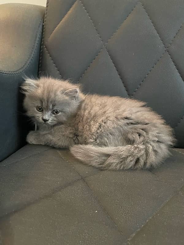 Persian smokey color kittens, Male and female triple coat grey cat 7