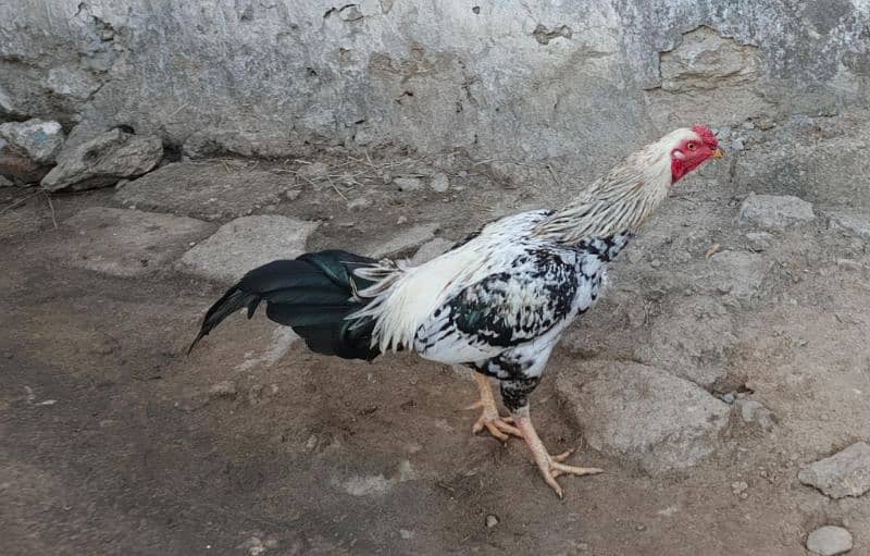 pure aseel rooster for sell 0