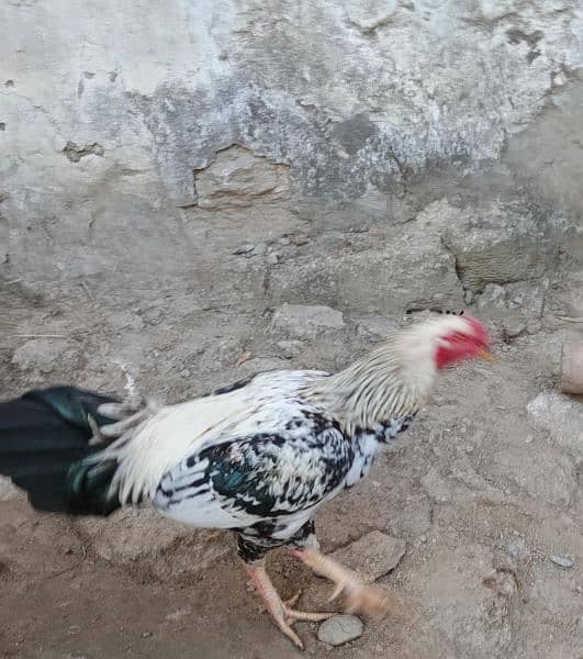 pure aseel rooster for sell 1