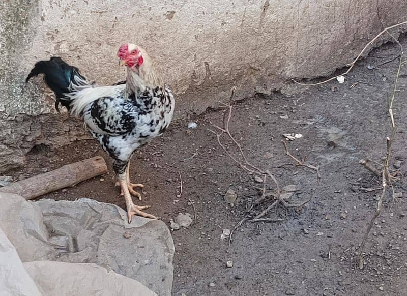 pure aseel rooster for sell 2