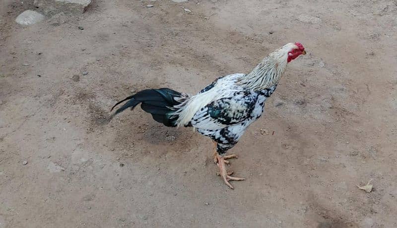 pure aseel rooster for sell 3