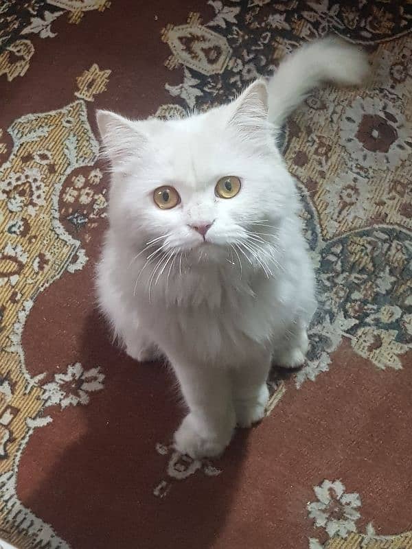 persian cat 0