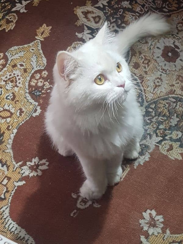 persian cat 1