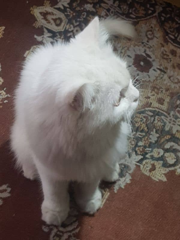 persian cat 2