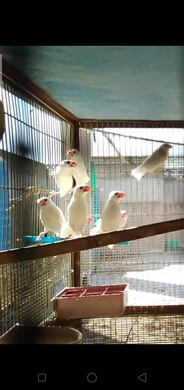 White Java Ready to Breed Pairs available 0