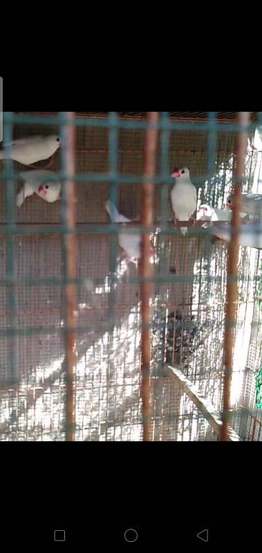 White Java Ready to Breed Pairs available 1