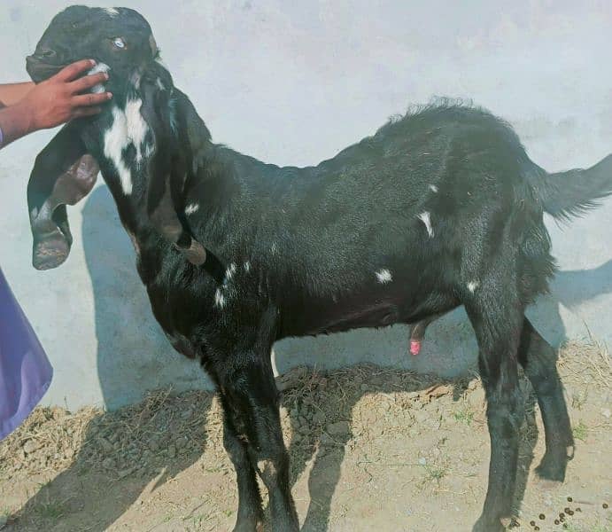 Betal Bakra 4