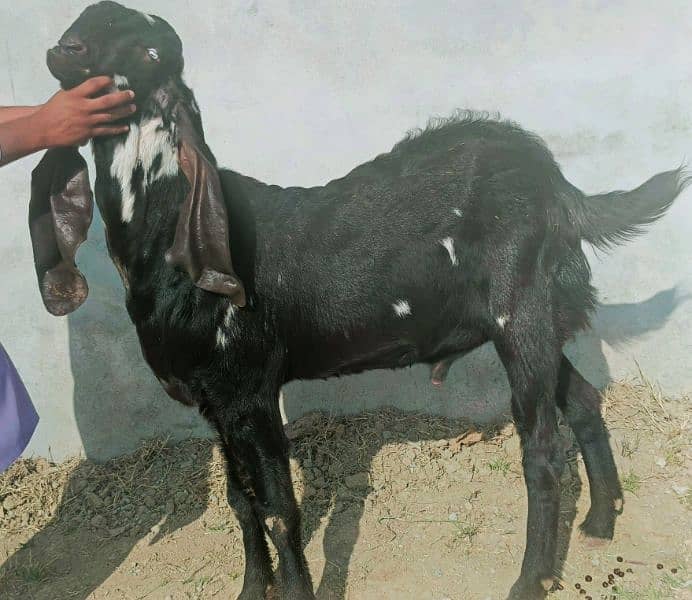 Betal Bakra 5