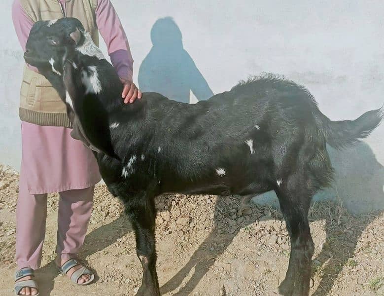 Betal Bakra 7