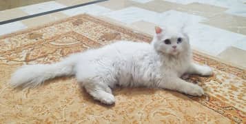 Odd Eyes Persian Cat