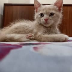 Persian Cat with tiger print furr