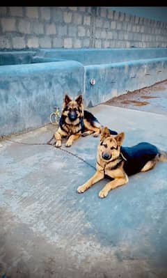 German Shepherd dogs for sale 120000