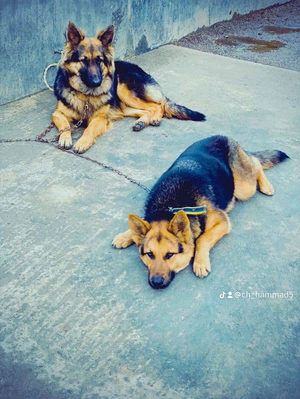 German Shepherd dogs for sale 120000 1