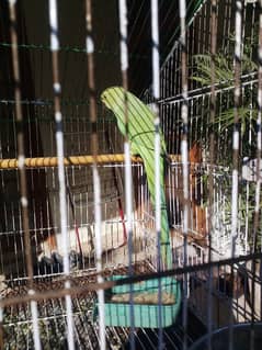 female Parrot FOR Sale