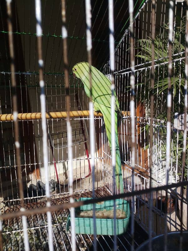 female Parrot FOR Sale 0