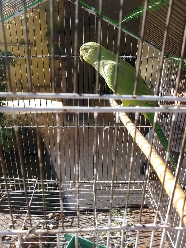 female Parrot FOR Sale 1