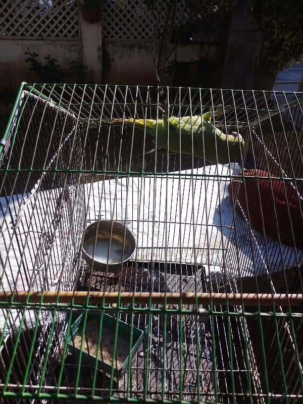 female Parrot FOR Sale 2