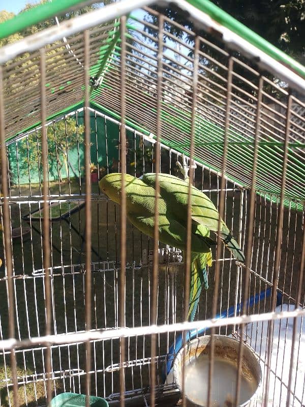 female Parrot FOR Sale 3