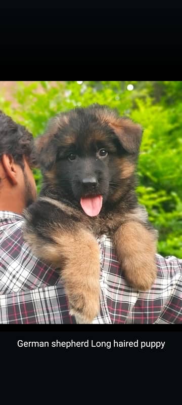 German Shepherd Long Haired Puppies 0