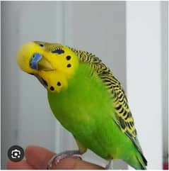 Australian parrots pair