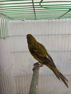 singing canary Bird