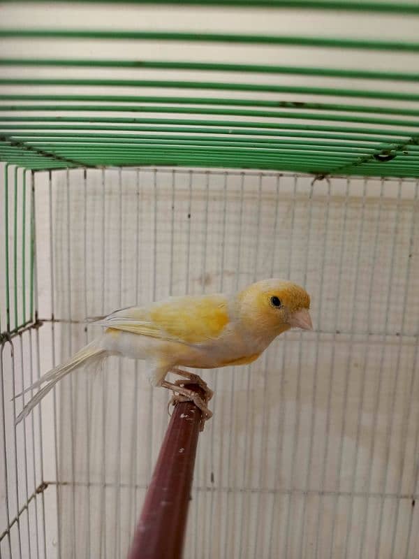 singing canary Bird 3