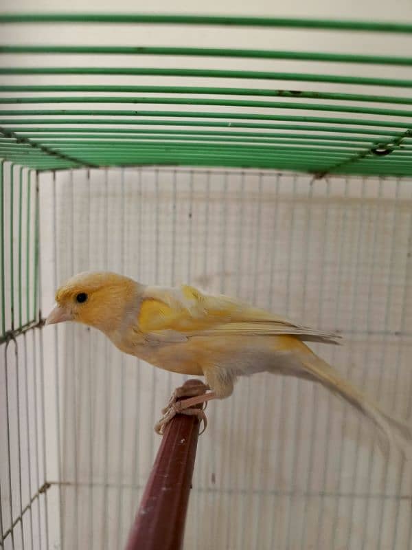 singing canary Bird 4