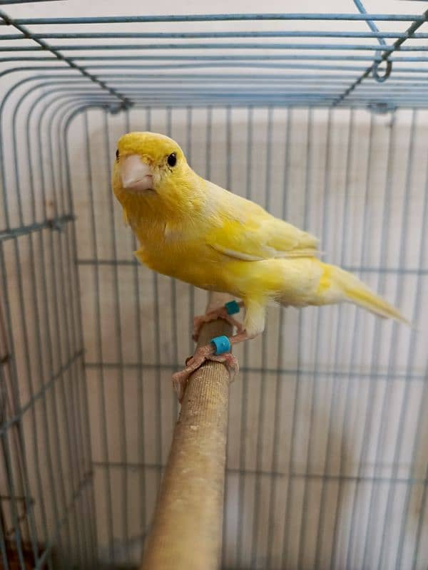 singing canary Bird 9