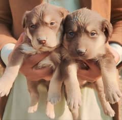 Lebrador retriever 20 days old puppies American for sale.