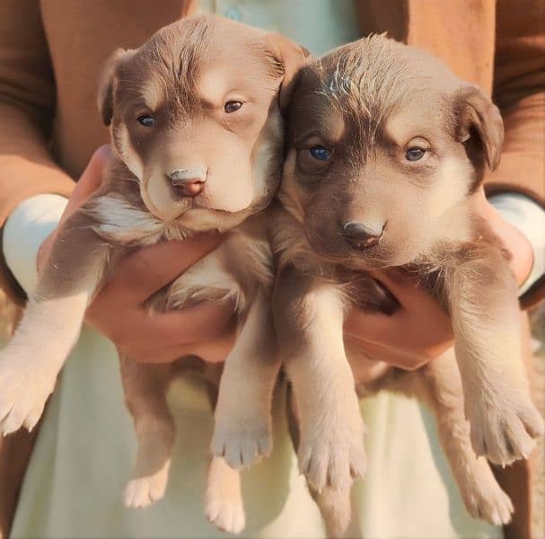 Lebrador retriever 20 days old puppies American for sale. 0