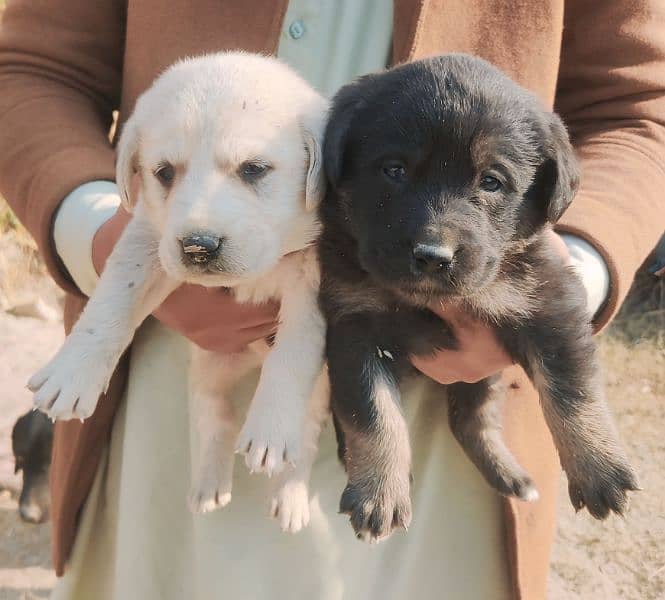 Lebrador retriever 20 days old puppies American for sale. 1