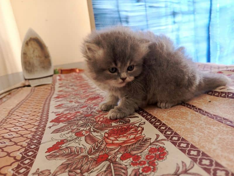 Persian triple coated kittens 4