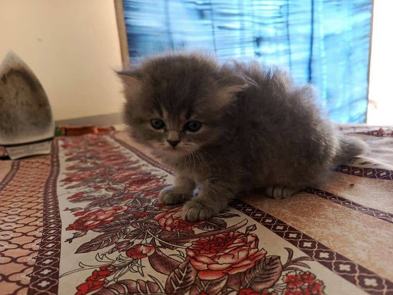 Persian triple coated kittens 5