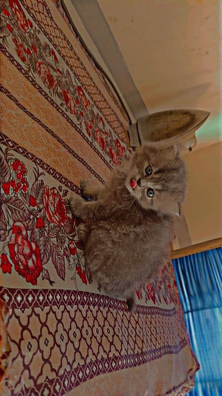 Persian triple coated kittens 6