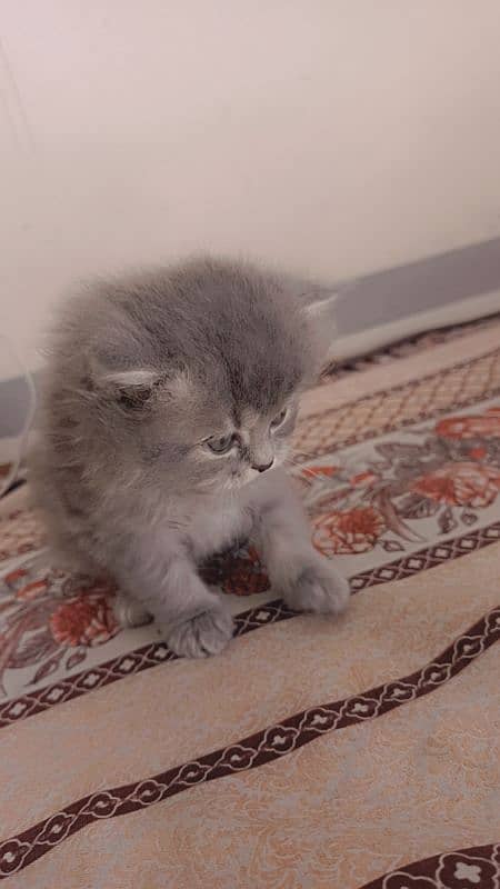 Persian triple coated kittens 8